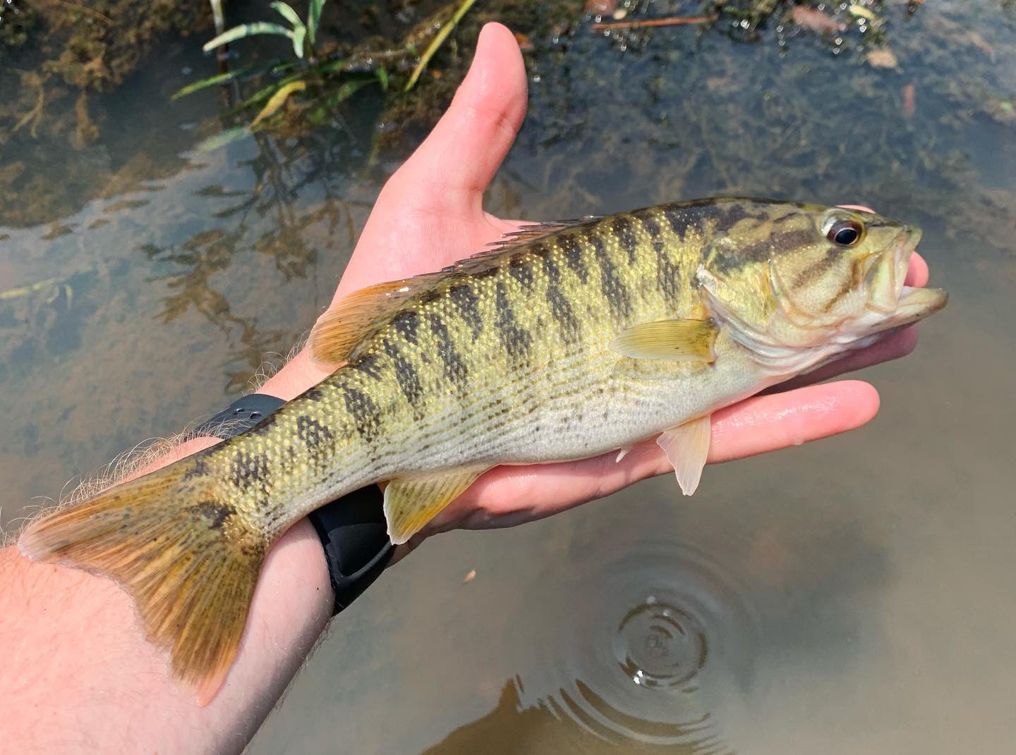 Species Profile Redeye Bass Mossy Oak